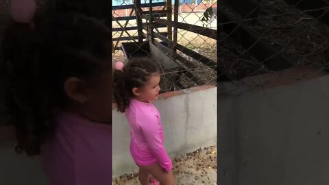 Fui ver os ANIMAIS na FAZENDINHA muito legal e divertido gostei muito do passeio [ CRIANÇA ] FELIZ !