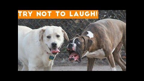TRY NOT TO LAUGH ~ Funny Animal Edition! July 2023