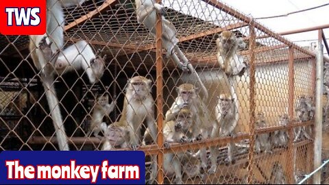 Giant Monkey Farm