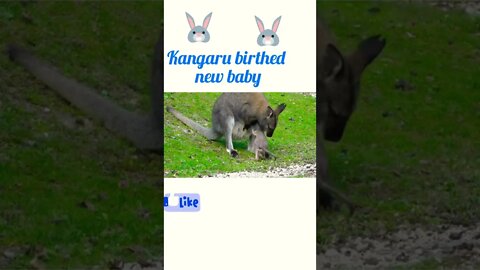 kangaroo birthed new baby ®#shorts #shortsfeed #youtubeshorts
