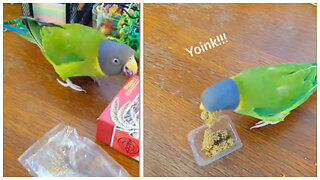 Cheeky Parrot Hilariously Steals Snack