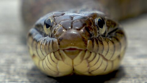 Gigantic water snake climbs onto family dock to sunbathe