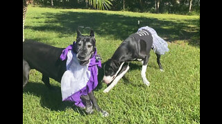 Funny Great Danes Argue about Halloween Witch Costume