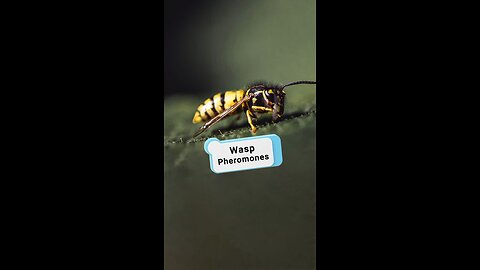 Wasps use pheromones to flag intruders for attack.