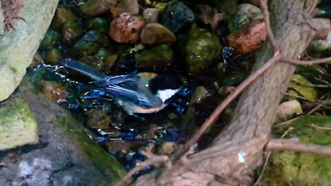 Chickadee bathing in slow motion