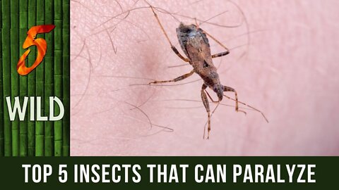 Top 5 Paralyzing Insects That You Should Avoid At All Cost | 5 WILD