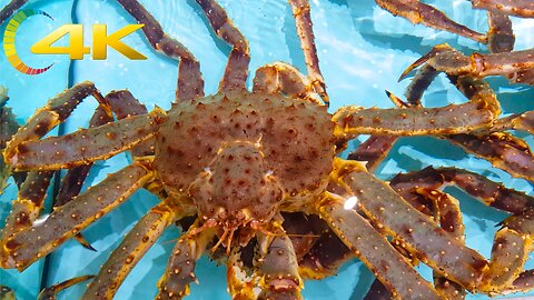 Live Seafood at Wenchao Wemart, Dubai 🇦🇪🦞🦐🦀🐟🦑🍤