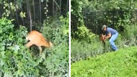 Rescued the trapped baby deer from gated community fence