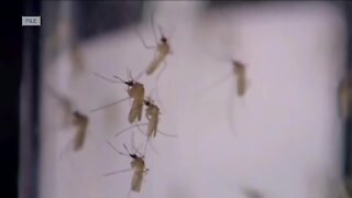 Experts expect high mosquito population in Northeast Wisconsin for several weeks