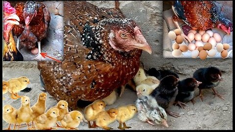 For first time I have chickens out of chicks are very beautiful chicks