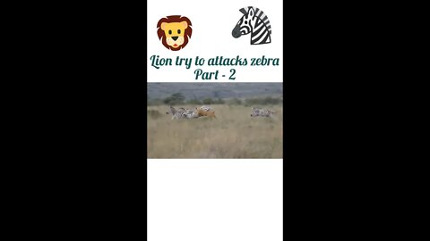 Lion try to attack zebra 🦓 part -2#shorts #youtubeshorts #shortvideo