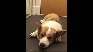 Adorable Corgi Puppy Begs Owner For Belly Scratches