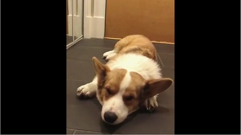 Adorable Corgi Puppy Begs Owner For Belly Scratches