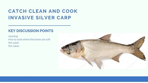 Catch clean and cook invasive carp, Asian carp, silver carp, flying carp.