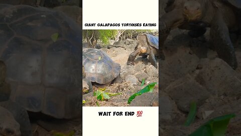 Giant galapagos tortoises eating