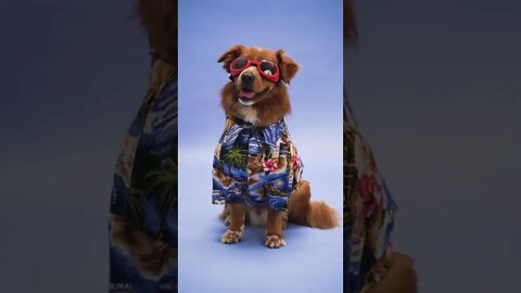 Cachorro Estiloso / cachorro fofo / funny dog / cute dog