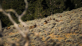 Idaho Archery Elk Hunting (Elk Everywhere!)