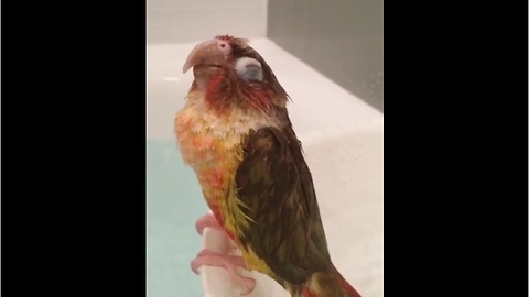 Parrot chilling during shower is the ultimate relaxation!