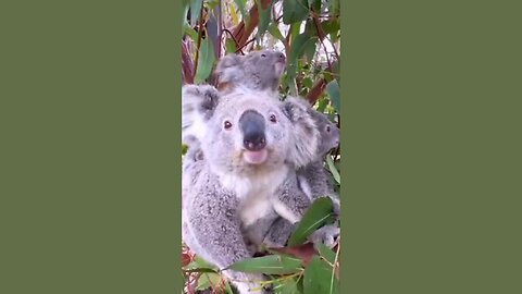 Koala Family Love💖🐨| Australian Native Animals