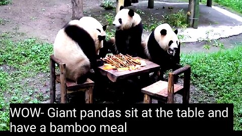 WOW- Giant pandas sit at the table and have a bamboo meal
