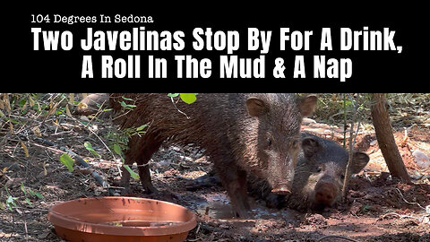 Two Javelinas Stop By For A Drink, A Roll In The Mud & A Nap (104 Degrees In Sedona)