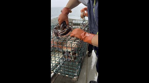 tourist try maine lobstering