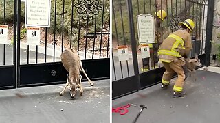 Firefighters rescue two deer out of a sticky situation