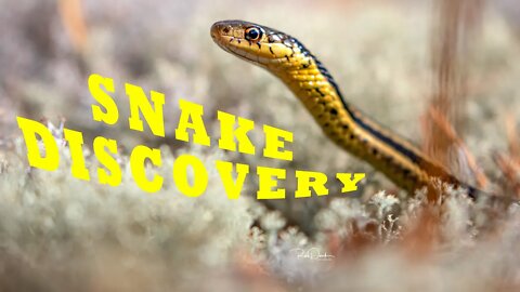 Habitat of (Snake) is Canada #Snake #Snakehabitat #SnakeDiscovery