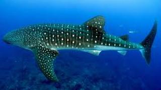 Whale Shark