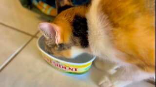 Cat Drinking Water Sound, Sound Effect