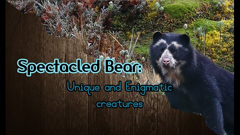 Spectacled Bear: Unique and Enigmatic creatures