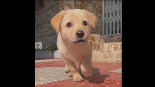 Baby Dog - Cute and Funny Puppy Slow Motion - DAILY 🐶 ANIMALS 😻