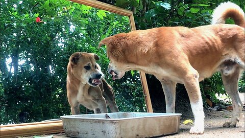 Are You Serious?... Dog Prank on Mirror