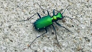 Six-spotted Tiger Beetle