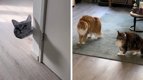 A cat prank where an intruder shows up in their territory