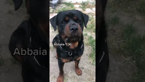 Rottweiler has volume control 🔊 🤣 #Shorts #rottweiler #dogs