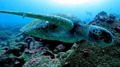 Green turtle hides near scuba diver to avoid hungry hammerhead sharks