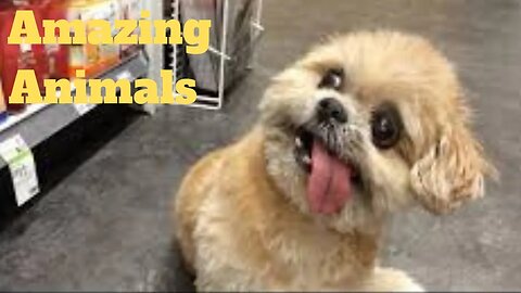 💥Amazing Animals Viral Weekly😂🙃of 2020 | Funny Animal Videos💥👌