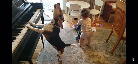 Beagle plays the piano