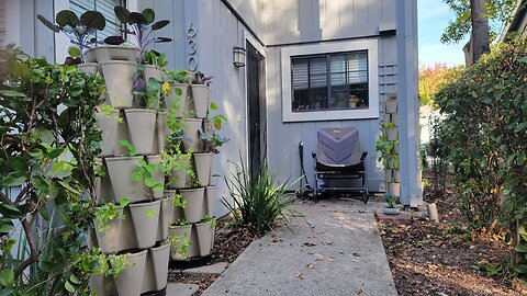 NOVEMBER 2023 GARDEN TOUR | ZONE 9B APARTMENT GREENSTALK GARDEN