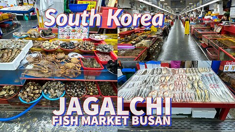 Largest Seafood Market in Korea - Jagalchi Fish Market Jung-gu Busan - 2024