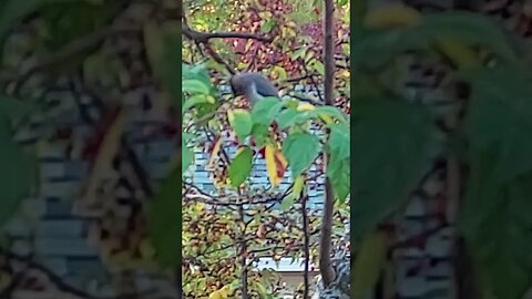 Cedar Waxwings Return to the Crabapple Tree