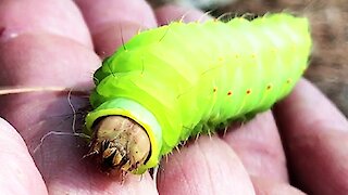 Enormous caterpillar has monstrous face when viewed close up
