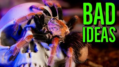 Top 5 BAD Ideas Tarantula Keepers Have!