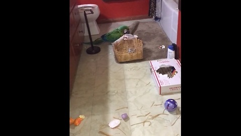 Guilty parrot caught red-handed after destroying bathroom