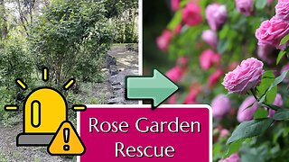 Rose Garden Rescue - Neglected Public Garden