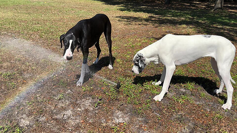 Great Dane Teaches Buddy How To Drink From Sprinkler