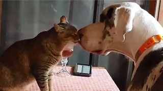 Cat and Great Dane are totally in love
