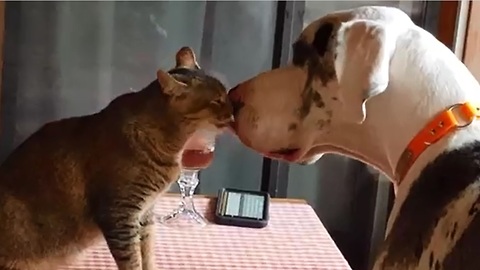 Cat and Great Dane are totally in love