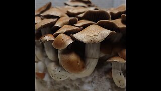 Growing mushrooms at home. Full breakdown